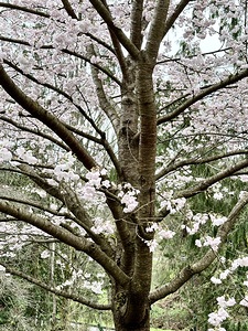 Cherry Blossom Tree