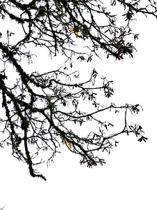 Larrabee State Park 6