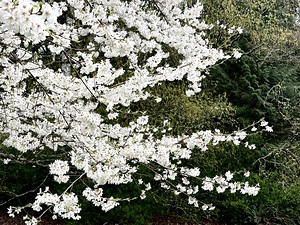 Cherry Blossom Details