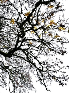 Larrabee State Park 5