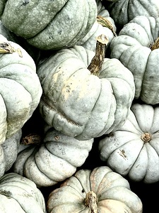 Jarrahdale Pumpkins