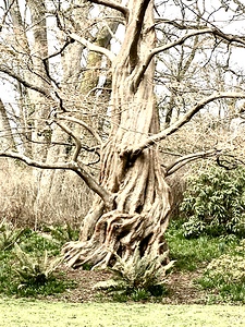 Gnarly Tree in the Beacon Hill Park in Victoria British Columbia