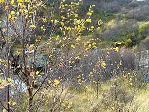 Wild Plants at Hraunfossar Iceland