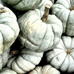 Jarrahdale Pumpkins