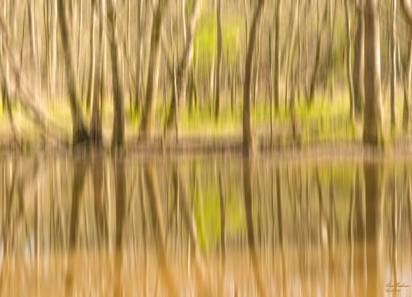 forest park reflections Print