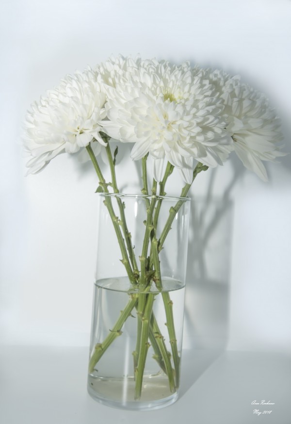 Mum Flower in a Vase Print