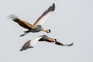 Crowned Cranes in Flight