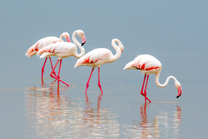 Amboseli Flamingos