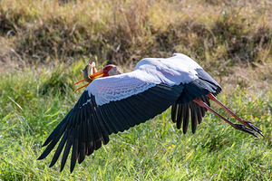 Yellow-billed Stork