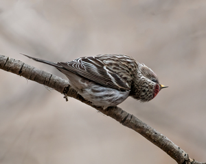 Curious Common Redpoll