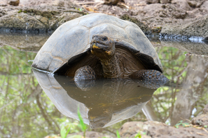 Galapagos Giant Tortoise Reflection