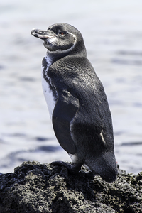 Galapagos Penguin