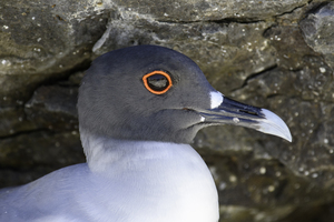 Swallow tailed Gull