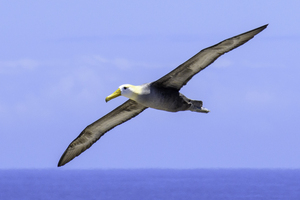 Waved Albatross