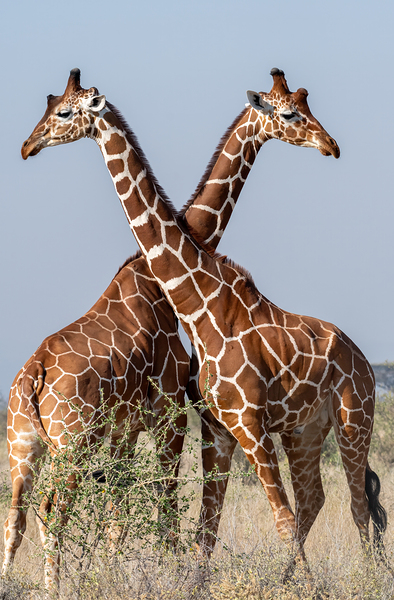 Reticulated Giraffes Print