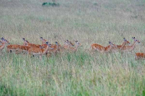 Masai Mara Impalas Print