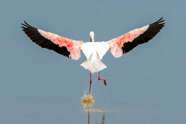 Flamingo Splashdown Print