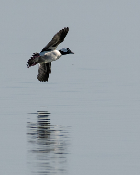 Bufflehead Flyby Print