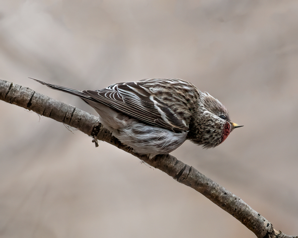 Curious Common Redpoll Print