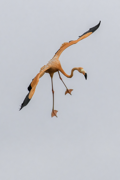 Flamingo Final Approach Print