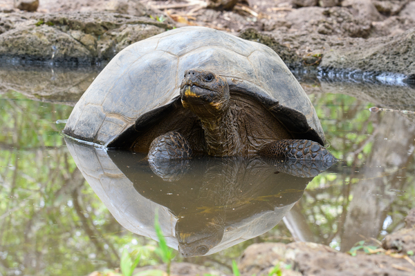 Galapagos Giant Tortoise Reflection Print