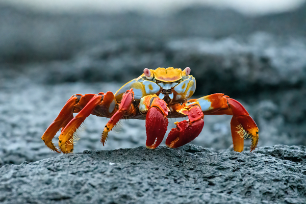 Sally Lightfoot on Lava Print