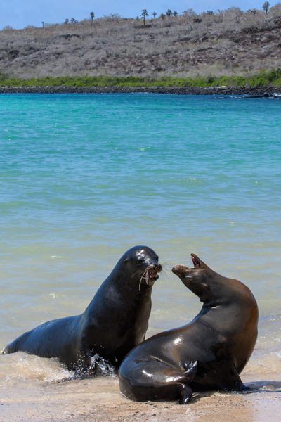 Sante Fe Sealions Print