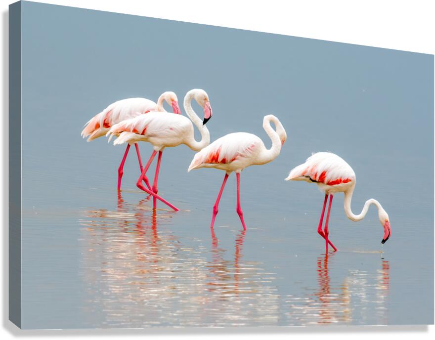 Amboseli Flamingos Canvas Print