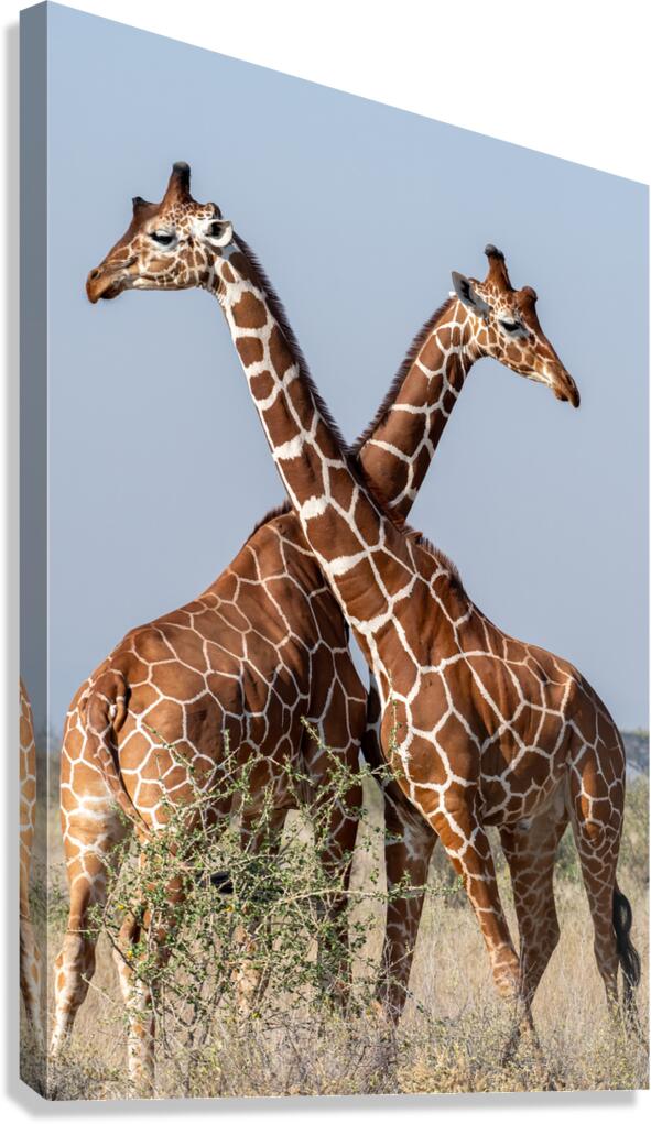 Reticulated Giraffes Canvas Print