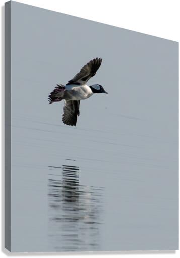 Bufflehead Flyby Canvas Print