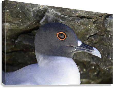 Swallow tailed Gull Canvas Print