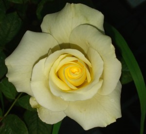 Blooming White Rose 