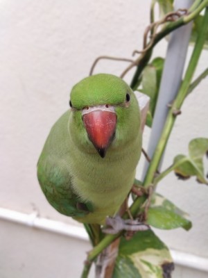Attractive Indian Parrot