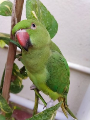 Posing  Indian Parrot