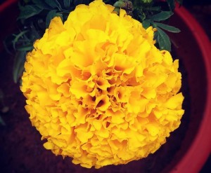 Yellow Chrysanthemum