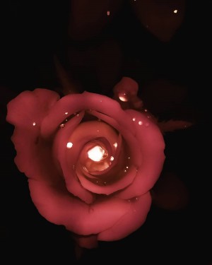 Red Sparkling Rose