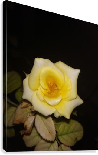 YELLOW ROSE Canvas Print