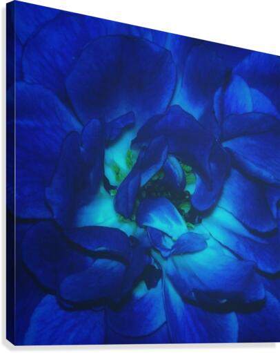 Blue Rose    Canvas Print