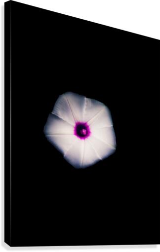White Flora Canvas Print