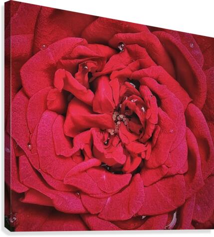RED ROSE    Canvas Print