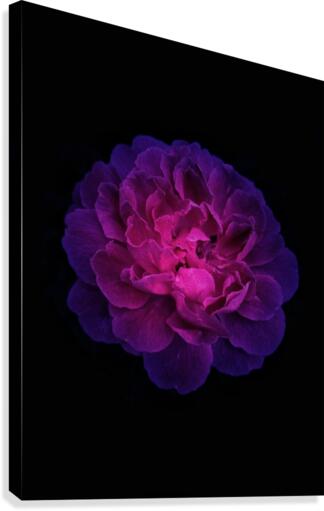 Shining Rose Canvas Print