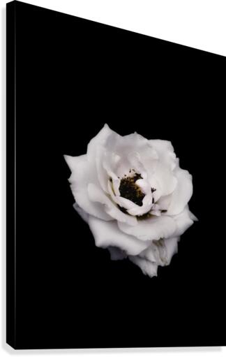 White Rose    Canvas Print