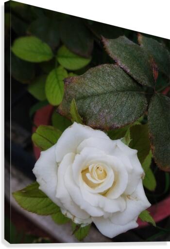 Angel Rose Canvas Print