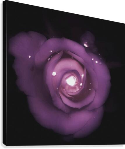 Sparkling Rose Canvas Print