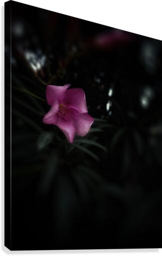 Pinky Flora Canvas Print