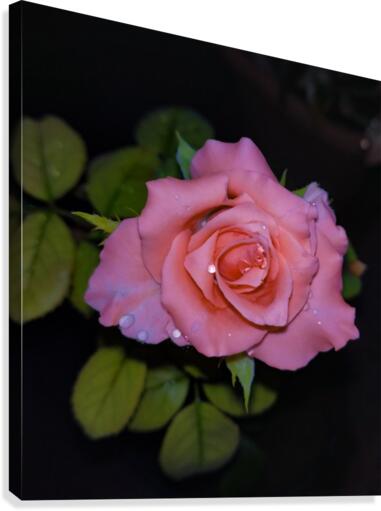 Pink Rose Canvas Print