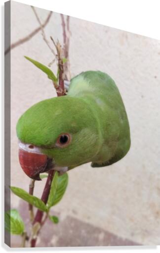 Cute Parrot Canvas Print