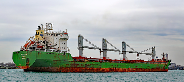 Wigeon Panorama 042520 Print
