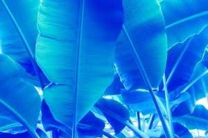 Blue Bananas - Re-Imagined Tropical Biophilia