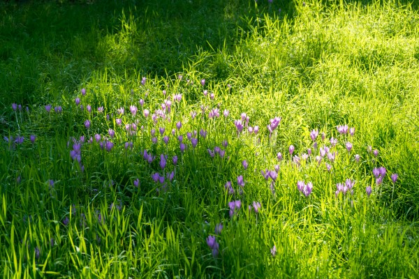 Biophilic Crocus Carpet - Delicate Blooms and Grass Blades in the Sunshine by GeorgiaM